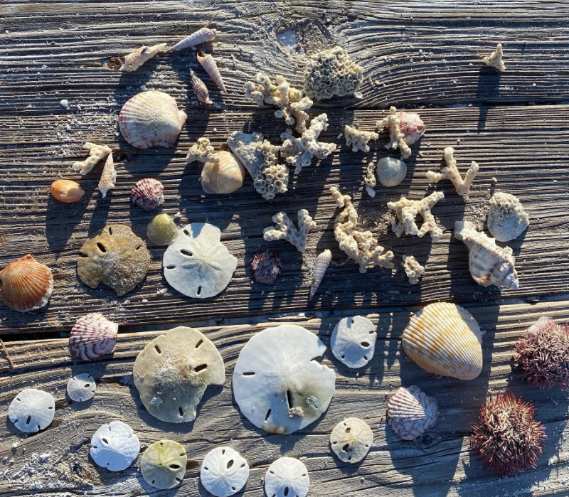 Anna Maria Charters - Captain Laura